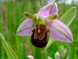 Espce protge menace, lorchide  Ophrys abeille  rapparait dans le Dunkerquois grce  lcopturage.